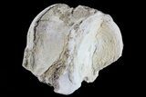 Fossil Titanothere (Megacerops) Vertebrae - South Dakota #73224-1